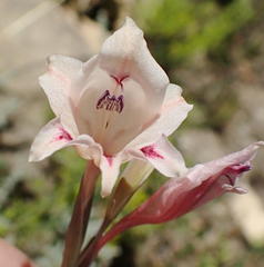 Gladiolus nigromontanus