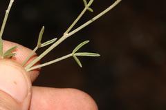 Lotononis densa gracilis