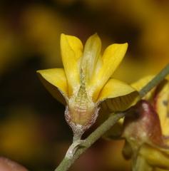 Lotononis densa gracilis