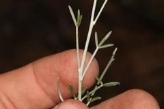 Lotononis densa gracilis