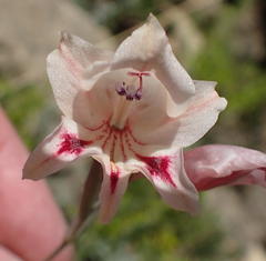 Gladiolus nigromontanus