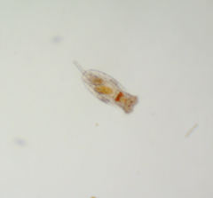 Testudinella