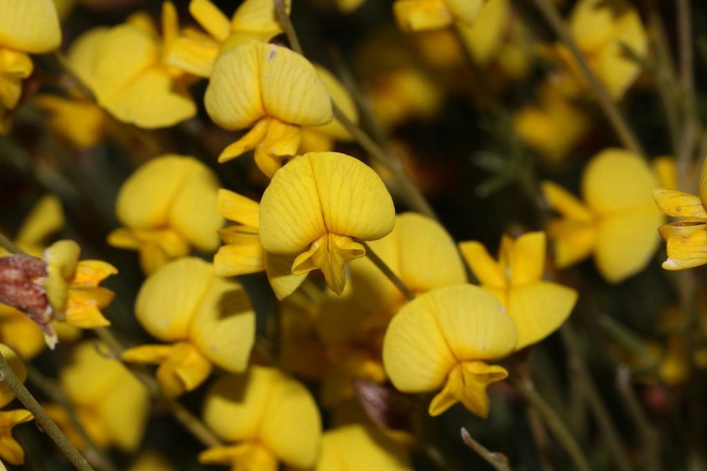 Lotononis densa