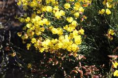 Lotononis densa gracilis