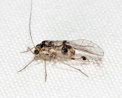 Psocus leidyi