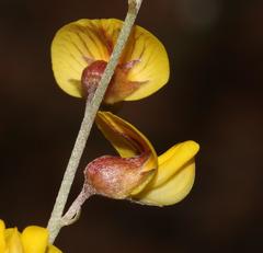 Lotononis densa gracilis