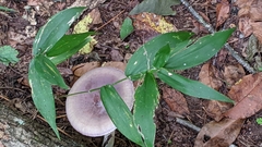 Dichanthelium boscii