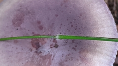Dichanthelium boscii