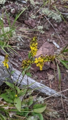 Solidago arguta harrisii