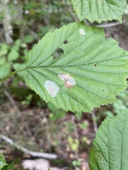Phyllonorycter coryli