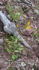 Solidago arguta harrisii