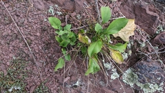 Solidago arguta harrisii