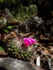 Mammillaria occulta