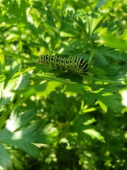 Papilio polyxenes