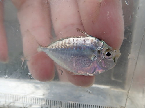 Deep pugnose ponyfish (Secutor ruconius) — Leiognathidae — 3