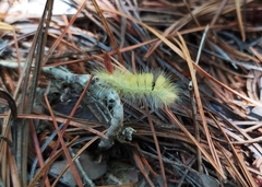 Calliteara pseudabietis