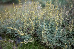 Artemisia santolinifolia