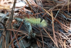 Calliteara pseudabietis