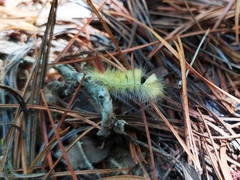 Calliteara pseudabietis