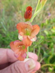 Gladiolus densiflorus