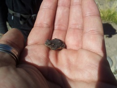 Rhinella spinulosa