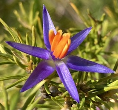 Calectasia narragara