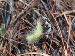 Calliteara pseudabietis