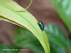 Endelus cupido