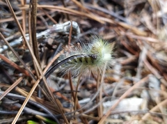 Calliteara pseudabietis