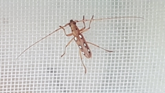 Eburodacrys triocellata