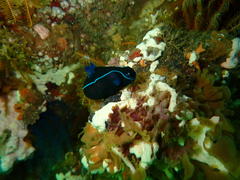 Tambja capensis