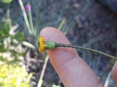 Osteospermum polygaloides polygaloides