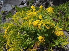 Solidago azorica