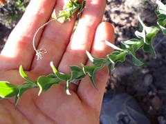 Osteospermum polygaloides polygaloides
