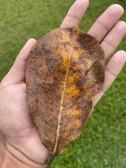 Terminalia chebula