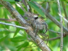 Phidippus carolinensis