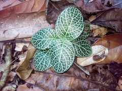 Fittonia