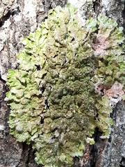 Melanohalea elegantula