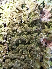 Melanohalea elegantula