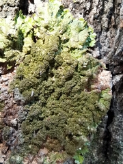 Melanohalea elegantula