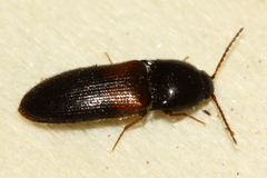 Ampedus pullus