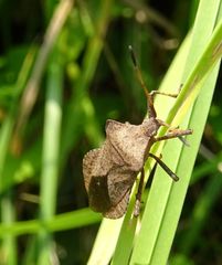 Coreus marginatus