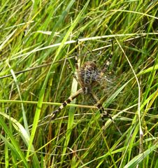 Argiope bruennichi