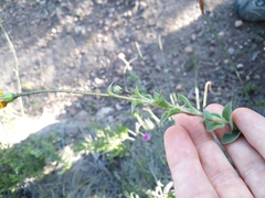 Osteospermum polygaloides polygaloides
