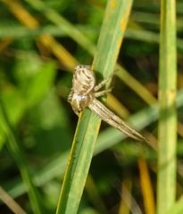 Xysticus