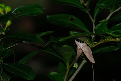 Oxyodes scrobiculata