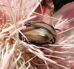 Trichostetha signata