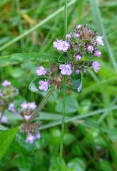 Thymus pulegioides