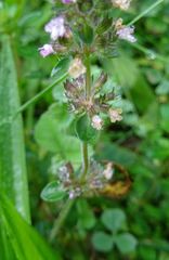 Thymus pulegioides