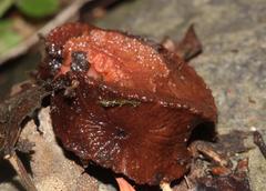 Chlamydephorus burnupi